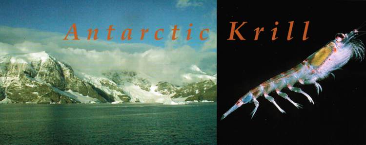 antarctic krill picture